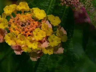 神無月 10月27日の誕生日の花と花言葉