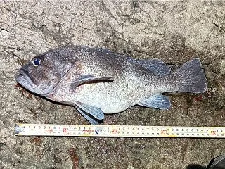 北海道・西積丹の磯で40cmマゾイ連発！…