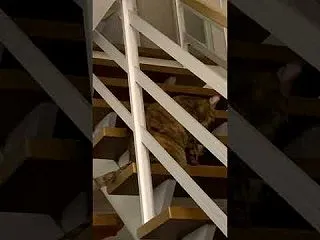 ハルのしっぽフリフリ