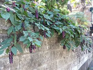 塀の外ヤマゴボウ房ブドウ似て