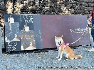 小田原城址公園でお散歩♪ - 2026秋…
