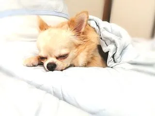 【不登校】ラクで安全な方に流れるのは当た…