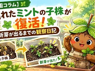 【菜園コラム】枯れたミントの子株が復活！…