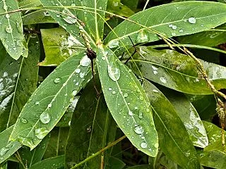雨粒はじく植込みの葉