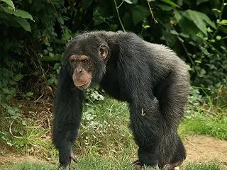 【よく今まで】京都市動物園で「いかにもな…