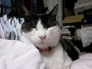 猫嫌いだった僕が４匹と暮らし、命の愛おし…