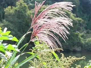 風の道示しすすきの並びおり