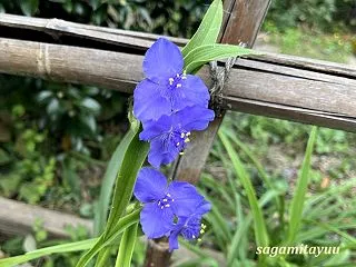 「相模原麻溝公園」では「ムラサキツユクサ…
