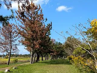 10月の柳瀬川つつみ公園を散策！枯れたマ…