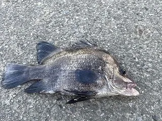 【画像】この魚なに？食える？