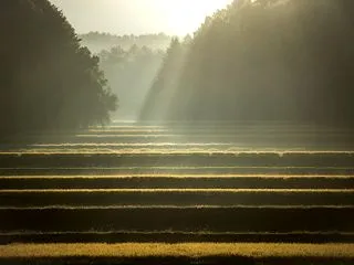 光烈