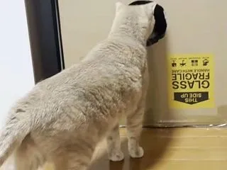 ケンカを見物するのが大好物な野次馬な猫