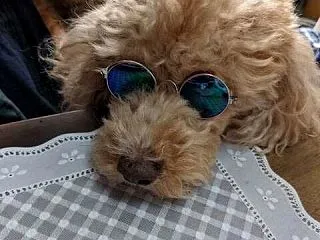 人間みたいでしょ？
