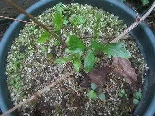 もしかして