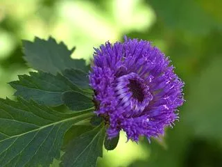 【誕生花】10月28日 ムラサキルーシャ…