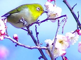 ❤❤うさぎ占いやってみた......me…