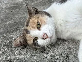 本日のベストスリー１０月２７日