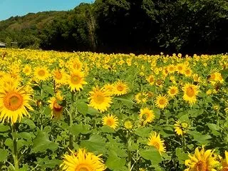 秋に咲くヒマワリ