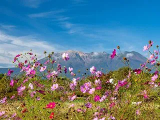 秋桜と御嶽山