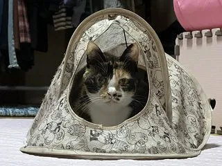 11歳・大人猫の興味を惹くのは？