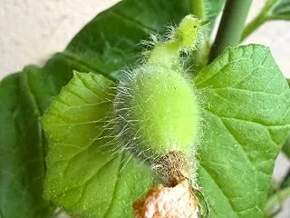 瞑想中に降りて来た「お告げ」