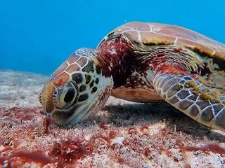 🐢ウミガメのお食事シーンに遭遇！✨ミジュ…