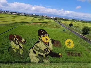 【2026お盆帰省⑳】大谷くんが田んぼに…