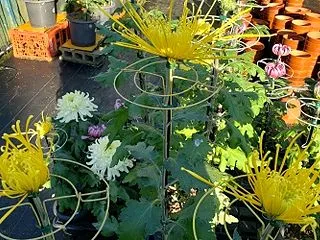 菊花展４日目