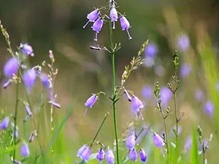 愛