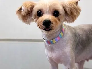 犬舎MZでは。
