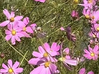 おはよう〜やっとアメブロに入れた