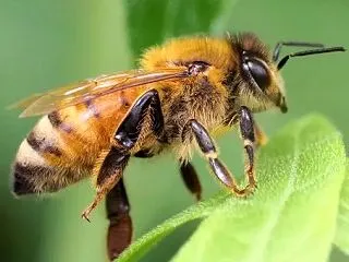 セイヨウミツバチも外来種！