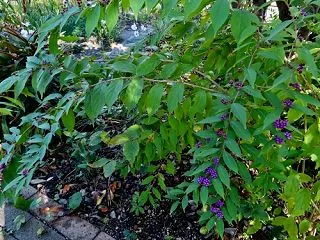 野紺菊の季節