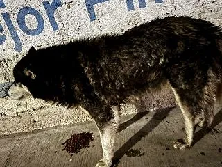 あるハスキー犬