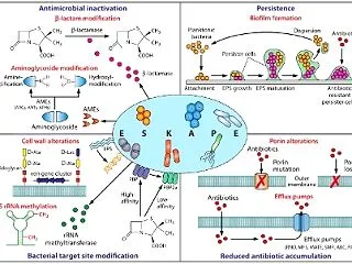 緑膿菌活性のない薬剤を使用する≠緑膿菌の…