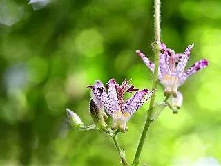 第５３候 霎時施る