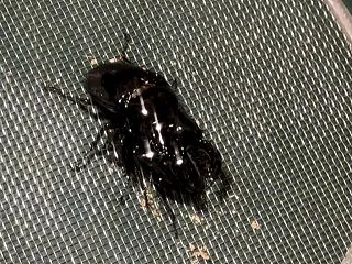 タランドゥスオオツヤクワガタのペアリング…