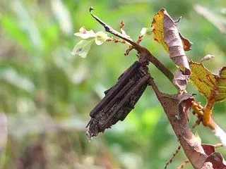 蓑虫の雌は生涯無翅無脚