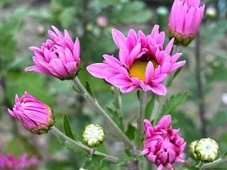 寒さに耐えて咲く菊