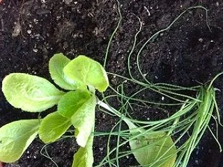 葉物野菜が高騰してるので自作する無職