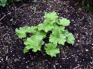 ラナンキュラスラックスの芽が出たりミセバ…