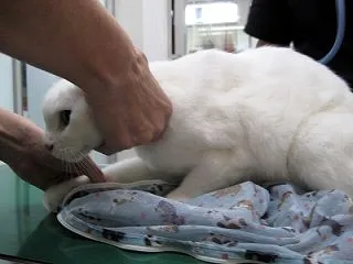 血ぃ～採られるのれす・・(; ･`д･´…