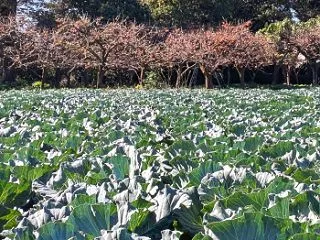 千川沿いの農園にて