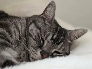 朝と昼。