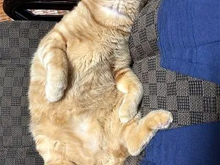 今日はコゴロー！
