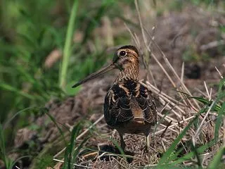 10年ぶりのチュウジシギ Swinhoe…