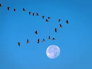 月に雁