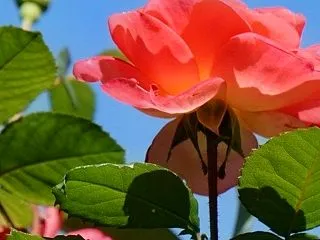 清水公園の秋薔薇と秋桜 & #お…