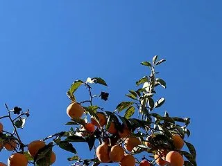 快晴ですがすごく風が強いウォーキング