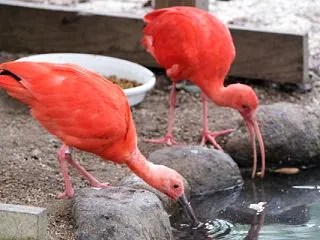 ショウジョウトキ 202610 2